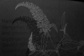 art and botany